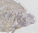 Fossil Fish (Phareodus) - Wyoming #77771-2